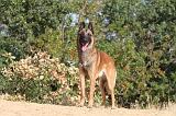 MALINOIS 148